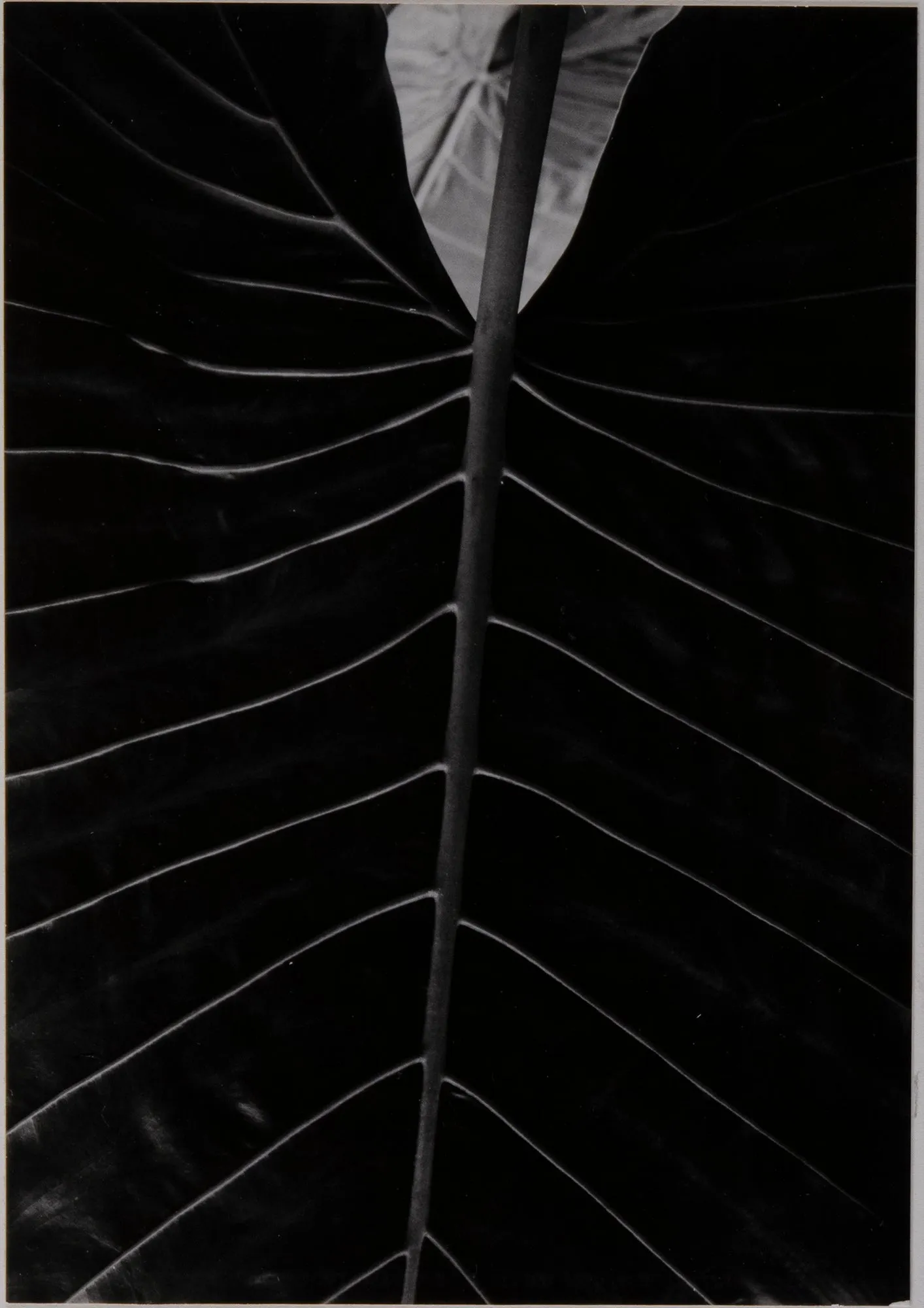 Philodendron Monstera Deliciosa
