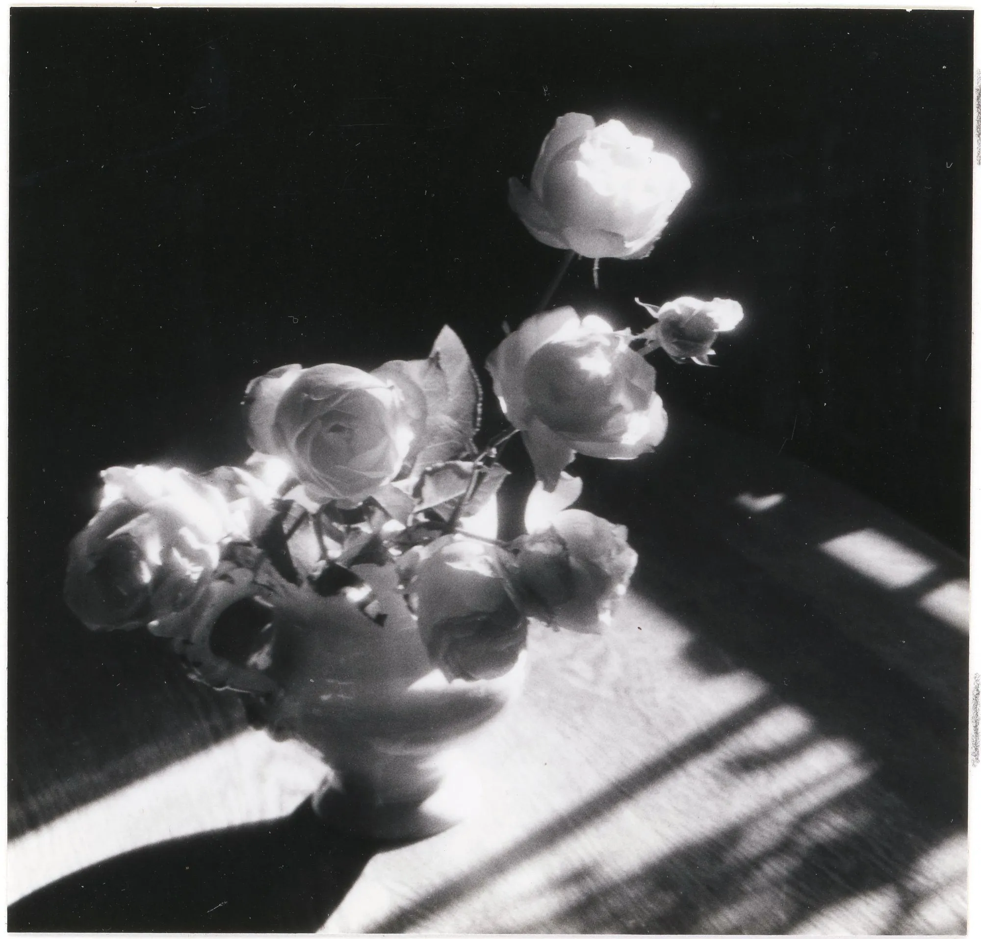September Roses