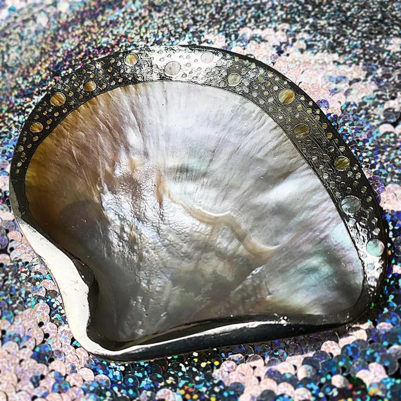 Silver Dipped Shell Dish Collection