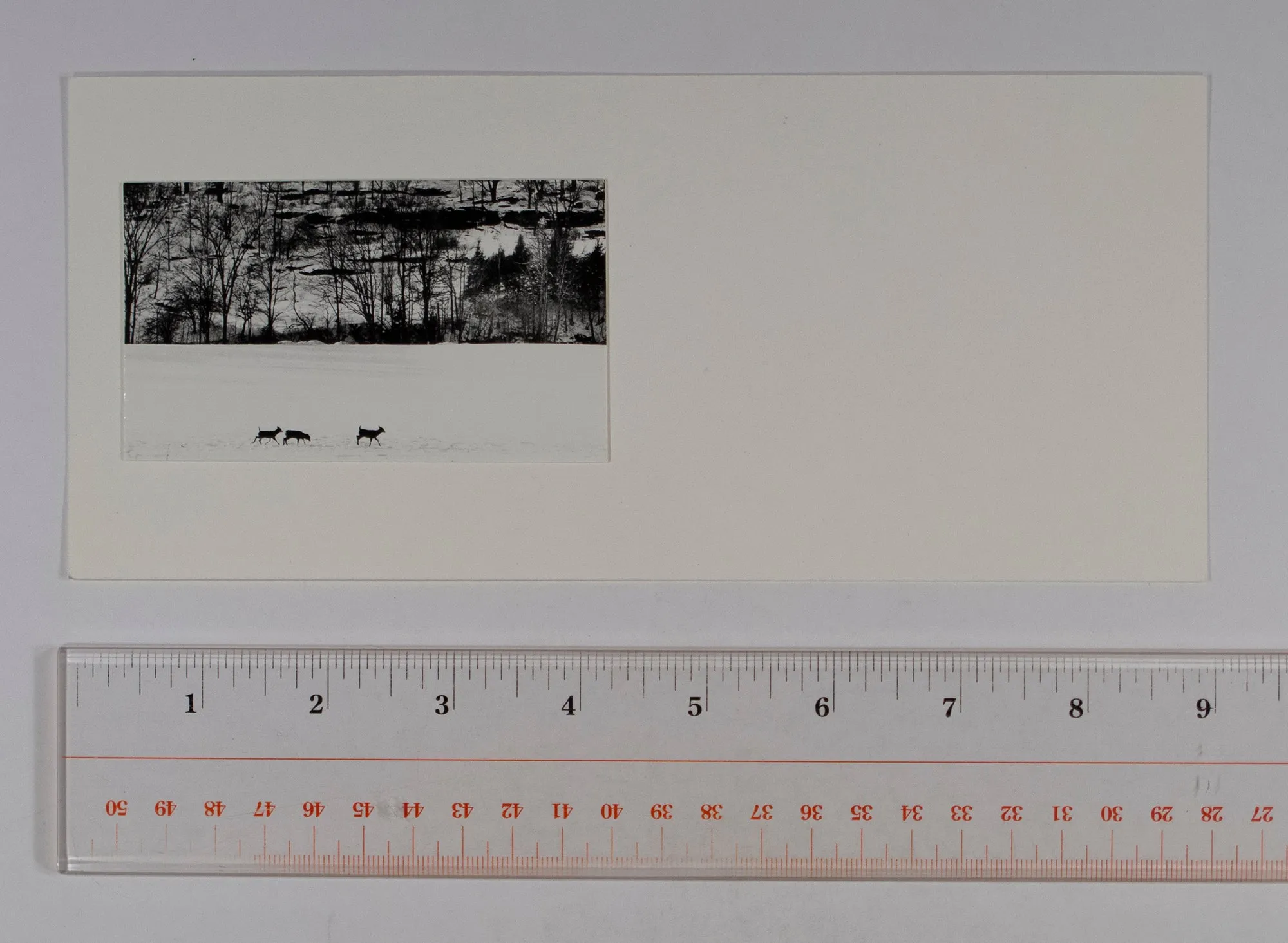 Untitled (Deer in the Snow)