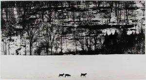 Untitled (Deer in the Snow)