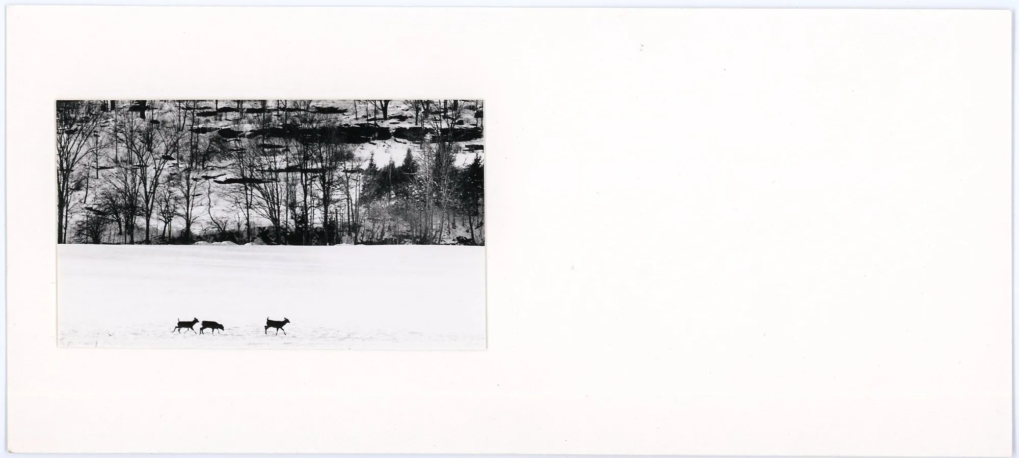 Untitled (Deer in the Snow)
