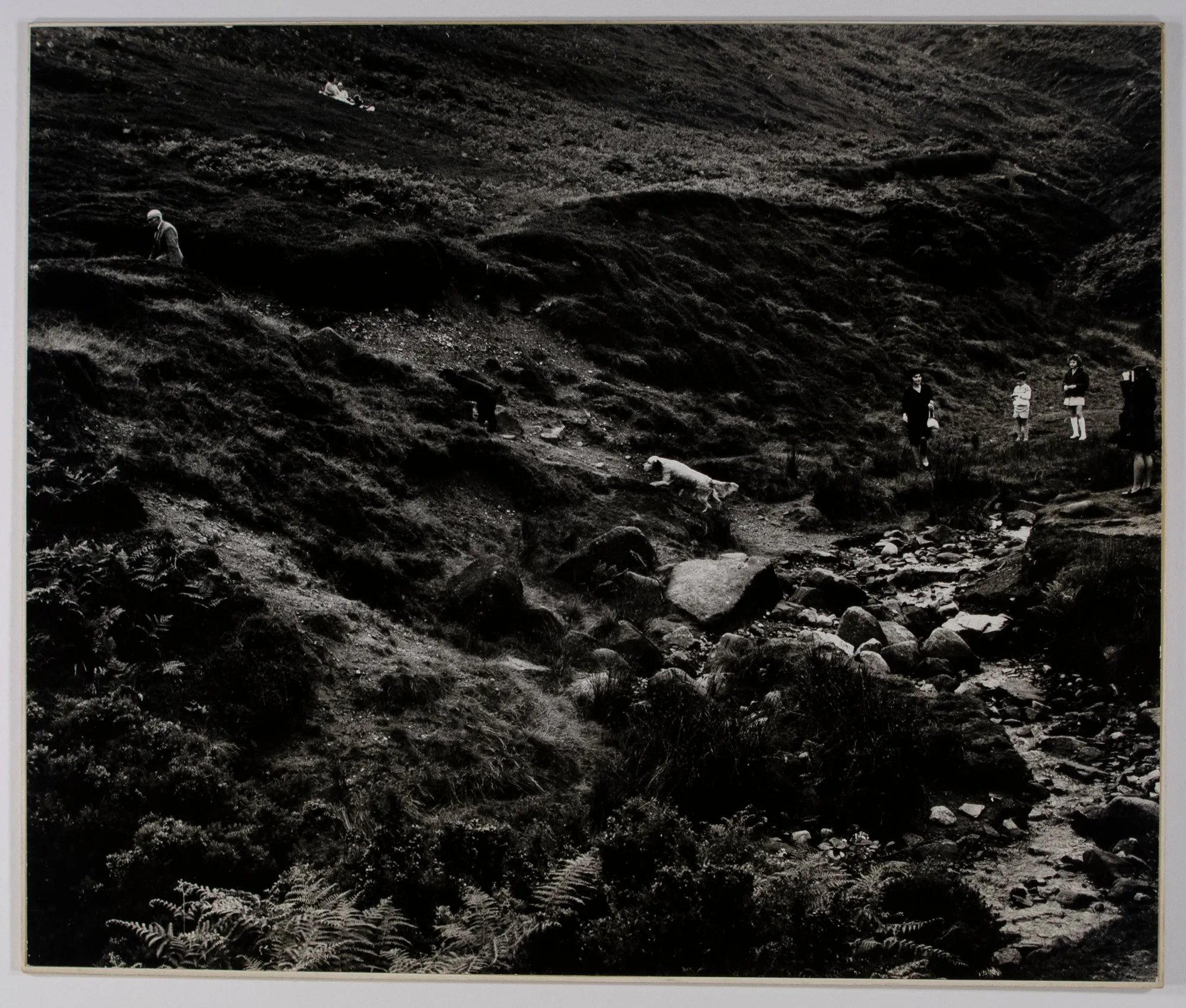 Untitled (Dogs Climbing a Hill)