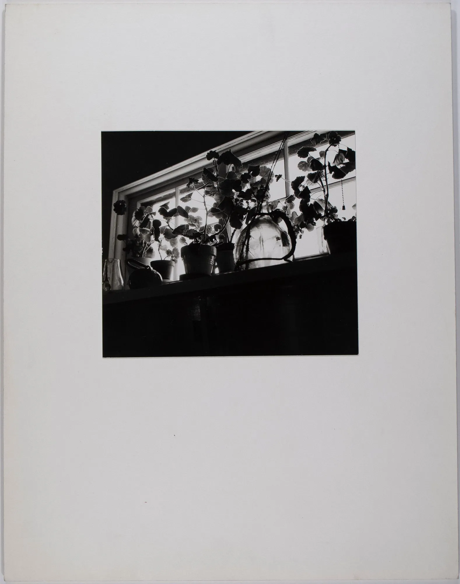 Untitled (Plants in Window)