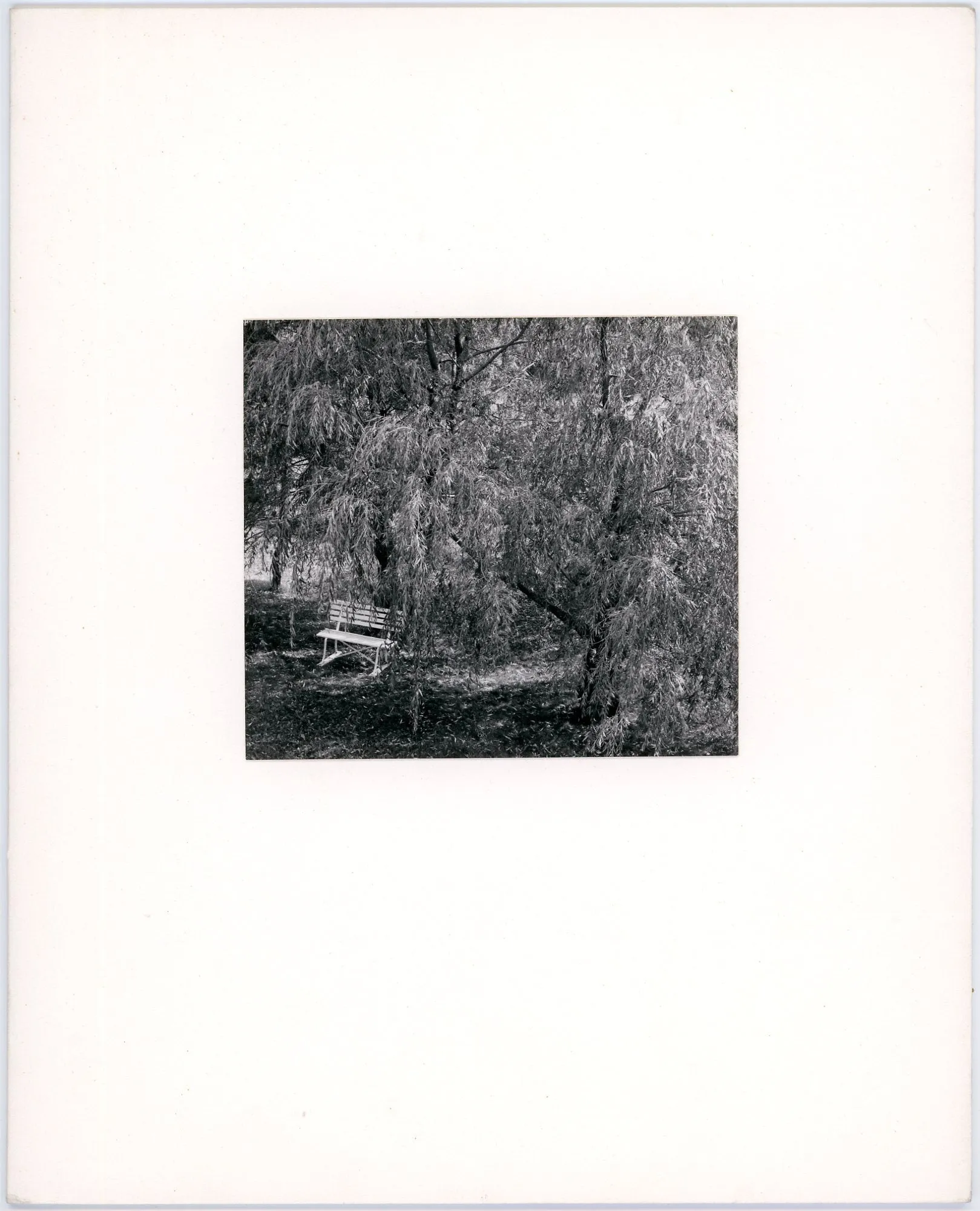 Untitled (White Bench Under Trees)