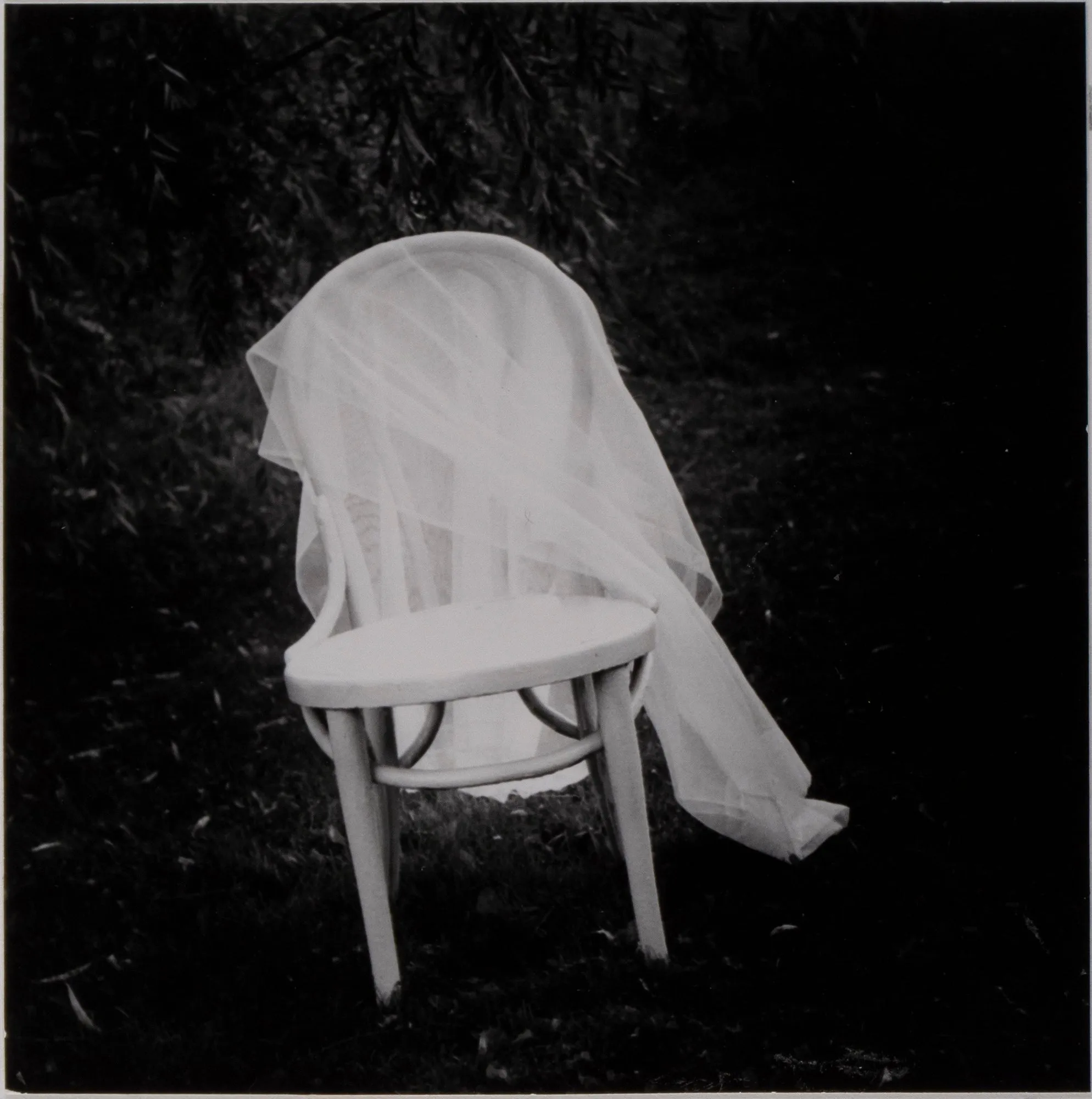 Veiled Bentwood